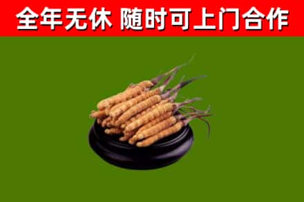 城子河回收冬虫夏草